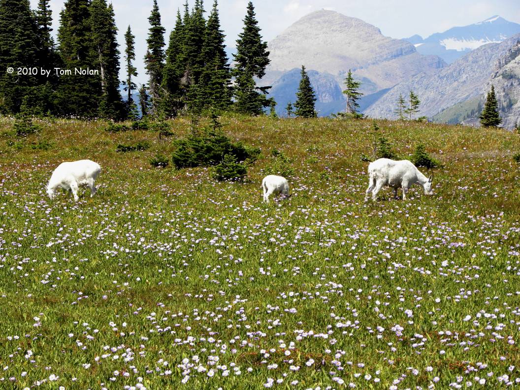 mountain sheep at Logan Pass