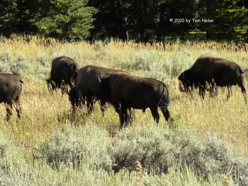 Teton Bison herd